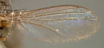 Media type: image;   Entomology 12892 Aspect: wing